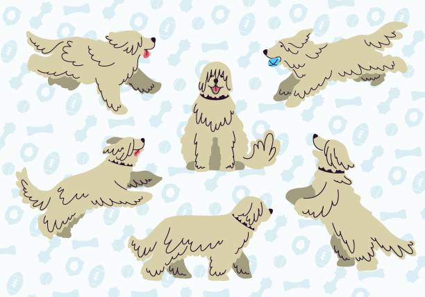 81 Cartoon Of A White Long Haired Dog Illustrations & Clip Art - iStock