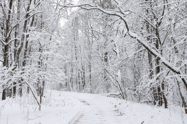 istock Snowy white winter road through small countryside forest. 1369914367