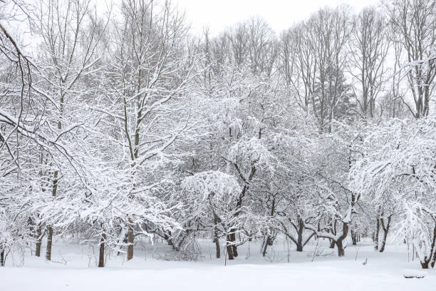 istock Snowy white winter landscape with snow. 1369914479