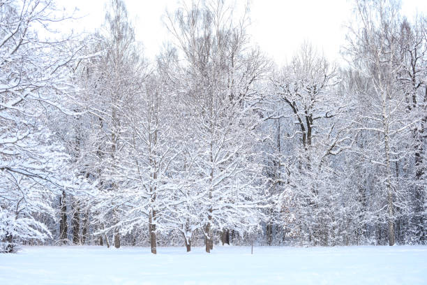 istock Snowy winter snow covered landscape photography. 1369914509
