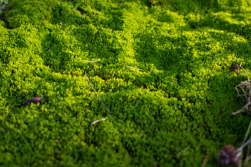 Bright green moss as background. Green moss carpet in the forest soil . High quality photo
