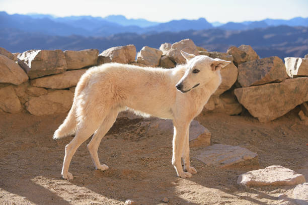 White dog looking around in front of the mountain.