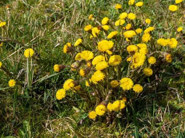 Medicinal plant coltsfoot blooms in spring