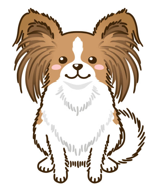 530+ Papillon Stock Illustrations, Royalty-Free Vector Graphics