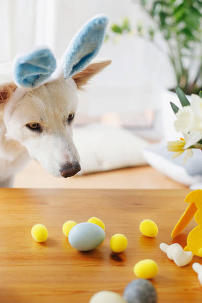 istock Cute dog in bunny ears looking at stylish easter eggs on wooden table. Happy Easter. Adorable white swiss shepherd dog in bunny ears and easter decoration with flowers. Pet and easter at home 1369919601
