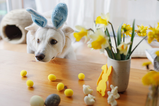 Cute dog in bunny ears looking at stylish easter eggs on wooden table. Happy Easter. Adorable white swiss shepherd dog in bunny ears and easter decoration with flowers. Pet and easter at home