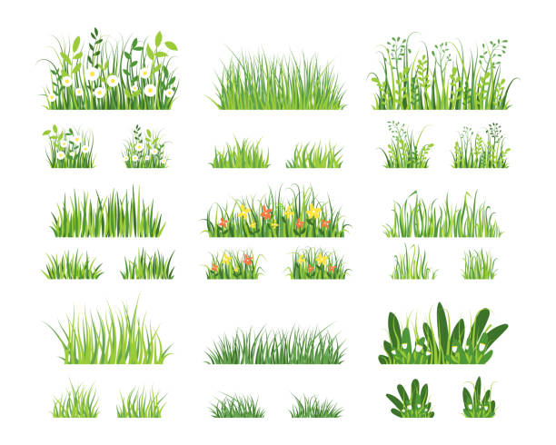 ilustrações de stock, clip art, desenhos animados e ícones de green grass. cartoon horizontal grass texture, farm and garden green border elements. vector isolated set - grass family