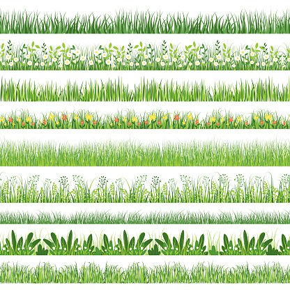 Grass pattern. Seamless horizontal print with cartoon weeds and grass with flowers. Vector texture isolated green beautiful format lawn