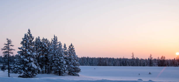istock Fir trees covered with snow at sunset, winter forest landscape, copy space 1369923344