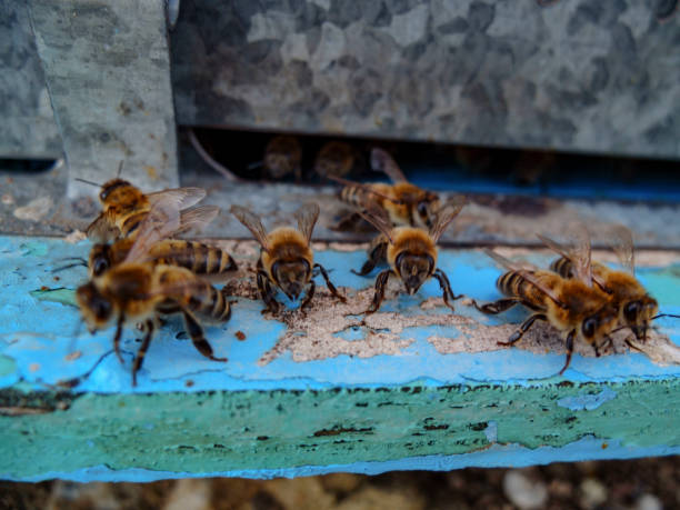 istock Bees getting out of the hive 1369923499