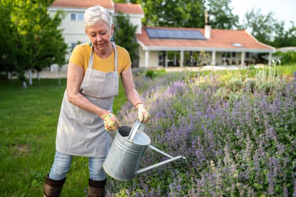 istock A silver-haired lady is watering the plants 1369925219