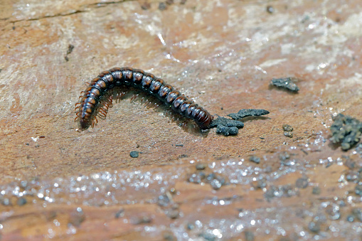 Close up of a House Centipede