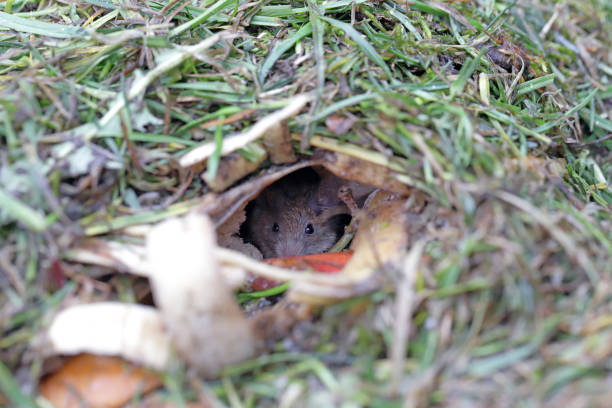 a small pest animal