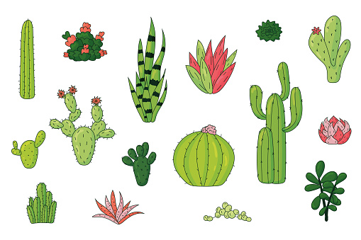 Set of different vector colorful succulent and cacti desert plants, hand drawn style vector illustration isolated on white background. Cactus icon for greeting card and invitations.