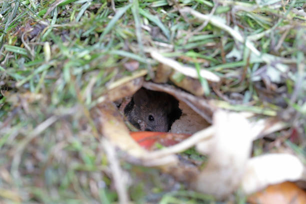 A house mouse hiding in a burrow dug in the compost pile.