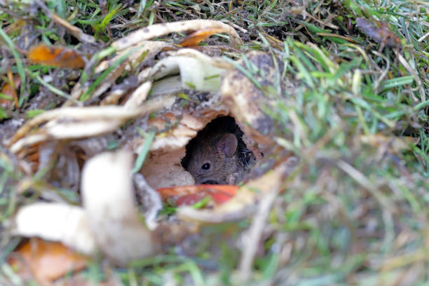 istock A house mouse hiding in a burrow dug in the compost pile. 1369926620