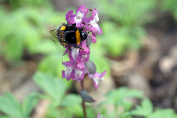 Bumblebee on wildflowers in the woods in spring. Bumblebee on wildflowers in the woods in spring. bombus hypnorum pictures stock pictures, royalty-free photos & images