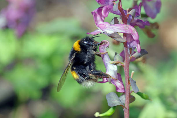 Bumblebee biting through a flower to get to the nectar. Bumblebee biting through a flower to get to the nectar. bombus hypnorum pictures stock pictures, royalty-free photos & images