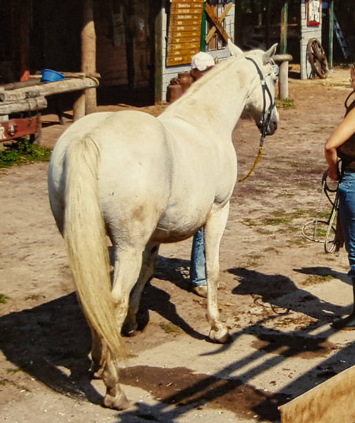 istock Horse on the equestrian farm 1369927992