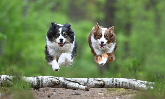 Two Border Collie dogs jumping simultaneously over a birch tree log in a forest against green blurred background