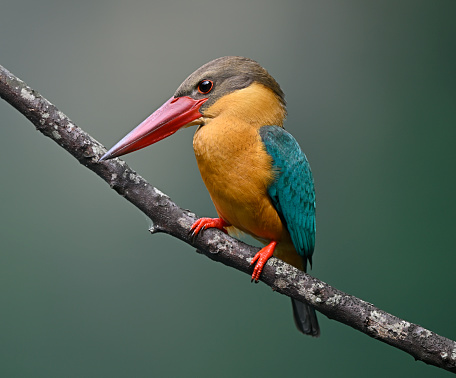 Exotic toucan bird in natural setting in Foz do Iguacu, Brazil.