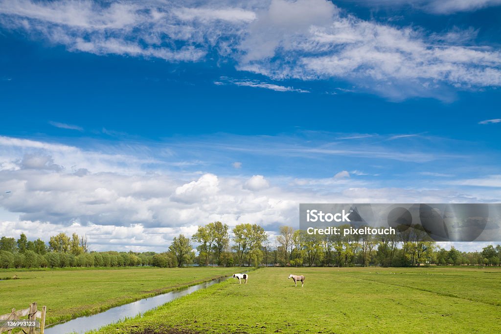 Caballos en la pólder - Foto de stock de Amstelveen libre de derechos