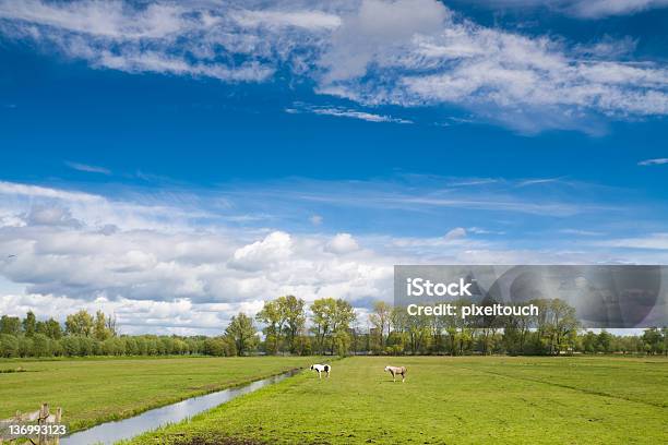 Caballos En La Pólder Foto de stock y más banco de imágenes de Amstelveen - Amstelveen, Agricultura, Agua