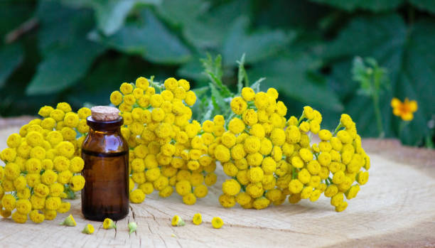 olio essenziale di immortelle su fondo di legno. erbe aromatiche - famiglia delle margherite foto e immagini stock