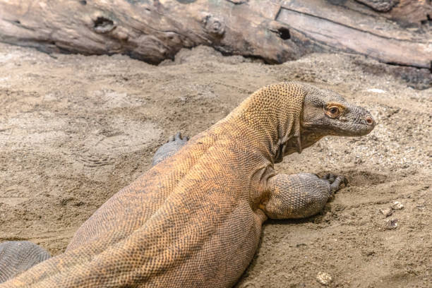 istock Komodo dragon from Australia 1369935826