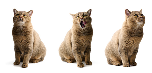 adult gray cat scottish straight sid on a white background and licks his lips. Cute animal, set