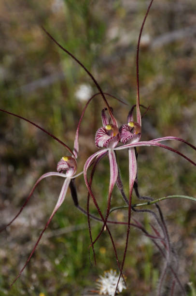 istock Joseph's Spider Orchid has great variation of colour 1369939322