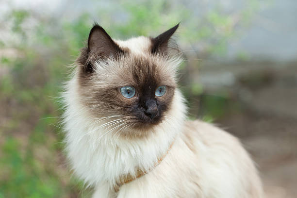 istock Cat in the street 136993995