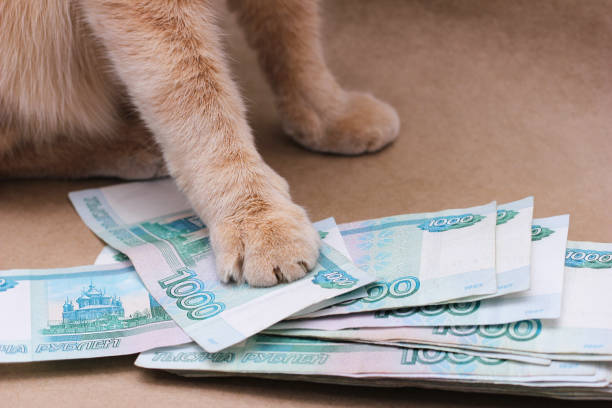 istock red cat touching Russian banknotes worth 1000 rubles 1369940084