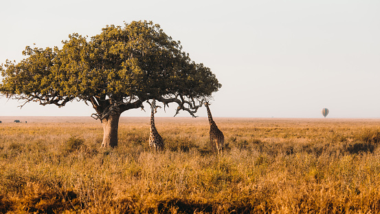 Giraffe having morning breakfast and walking between the trees with balloon on the background during scenic sunrise in Serengeti National park, Tanzania