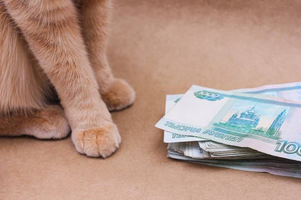istock Wealth. Savings. A red-haired cat next to Russian banknotes worth 1000 rubles. 1369940354