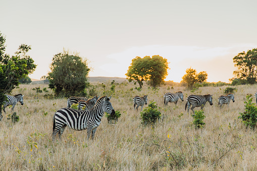 Zebras having sunset dinner walking at the meadow in Ngorongoro National Park, Tanzania