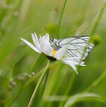 A Marbled white butterfly. Settled on a Wild flower head with wings wide open. There is lots of copy space on this image