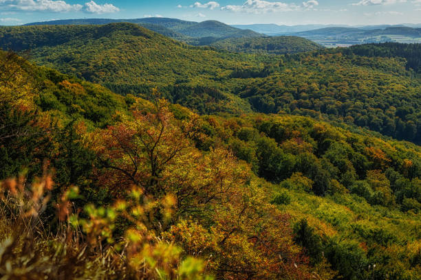 istock Forest Panorama in Lower Saxony in Weserbergland 1369943788