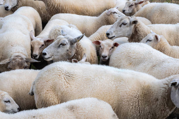 istock View of a flock of sheep 1369943857