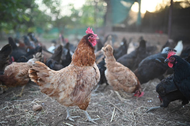 istock Hens grazing in the poultry farm 1369943895