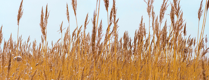 Dry grass golden straw reed heads silhouette on sky background, panoramic landscape. Coastal reed