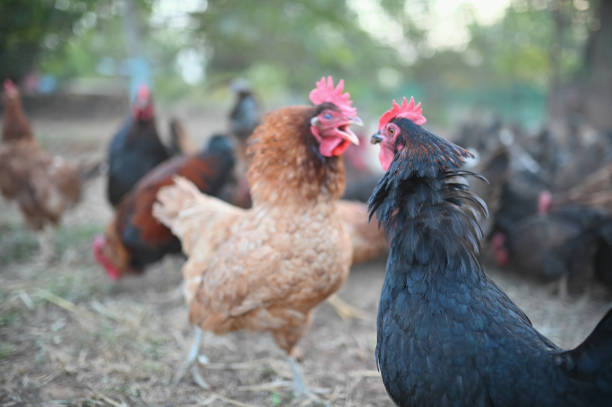 istock Hens fighting in the poultry farm 1369943982