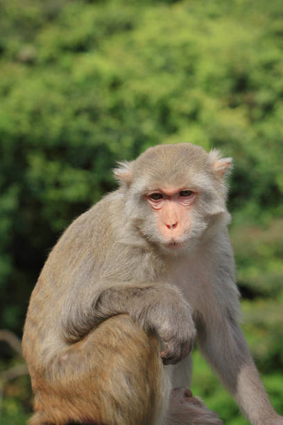 istock a Monkey in Hong Kong Country Park 1369945410
