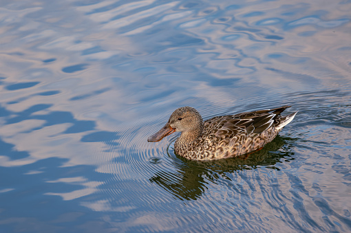 Wild birds in a park in Shinjuku, Tokyo.