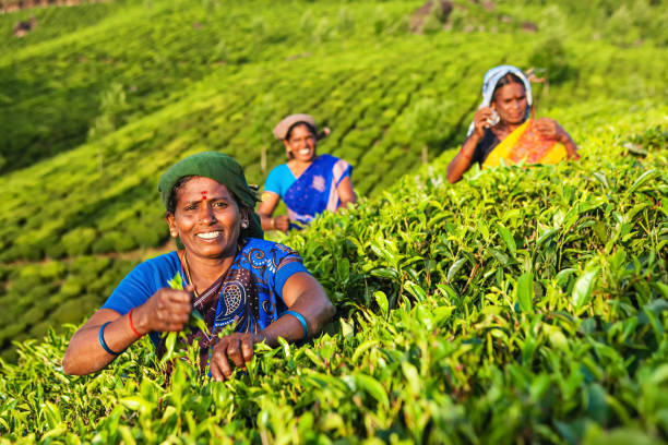 tamilki zbieracze zbierające liście herbaty na plantacji, południowe indie - india women ethnic indigenous culture zdjęcia i obrazy z banku zdjęć