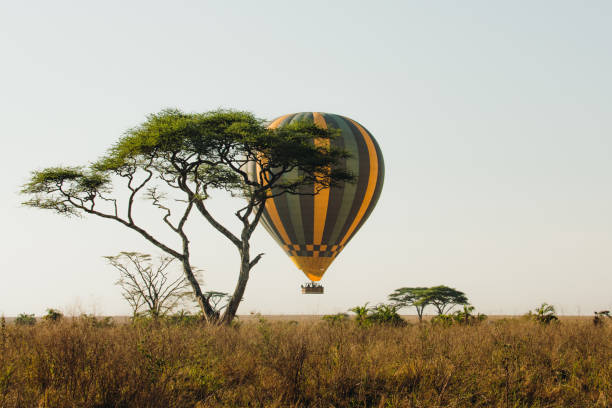 Hot air balloon between the trees during sunset in the wild savannah stock photo