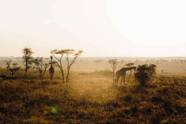 Giraffe having morning breakfast and walking between the trees during scenic sunrise in Serengeti National park, Tanzania