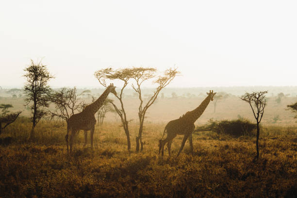 Giraffe having morning breakfast and walking between the trees during scenic sunrise in Serengeti National park, Tanzania