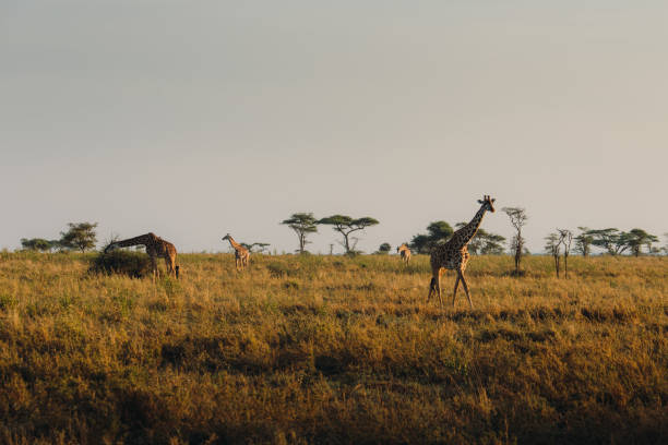 istock Sunrise in the wild African savannah 1369945952