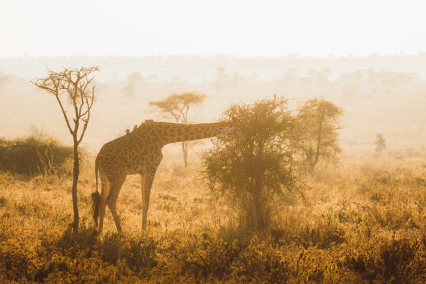 Giraffe having morning breakfast and walking between the trees during scenic sunrise in Serengeti National park, Tanzania